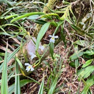 18. Beclardia macrostachya Orchidaceae Endémique Madagascar et Mascareignes.jpeg